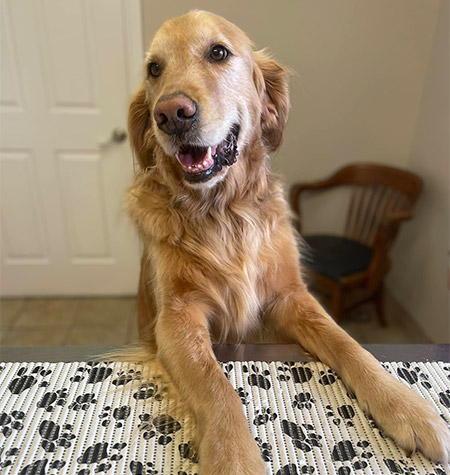 happy golden retriever named Ezekial at bay regional