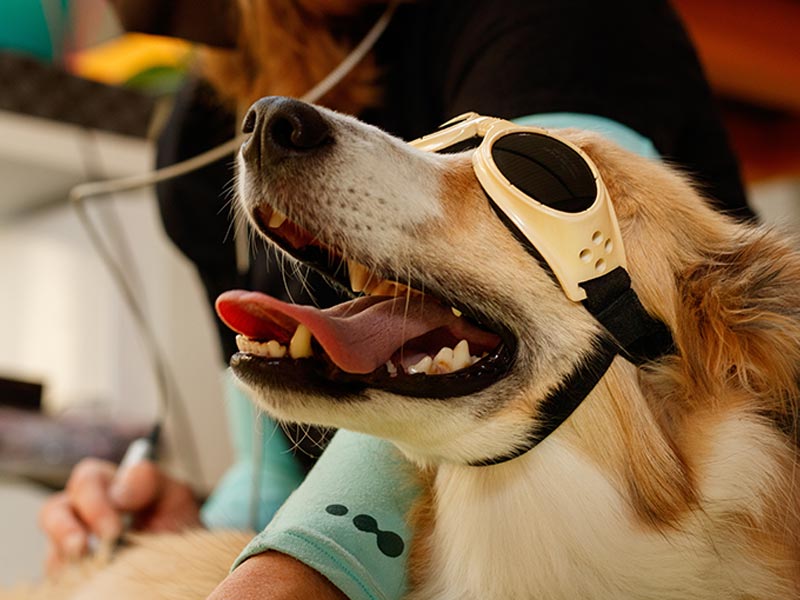 dog wearing protective eye goggles and receiving laser therapy treatment