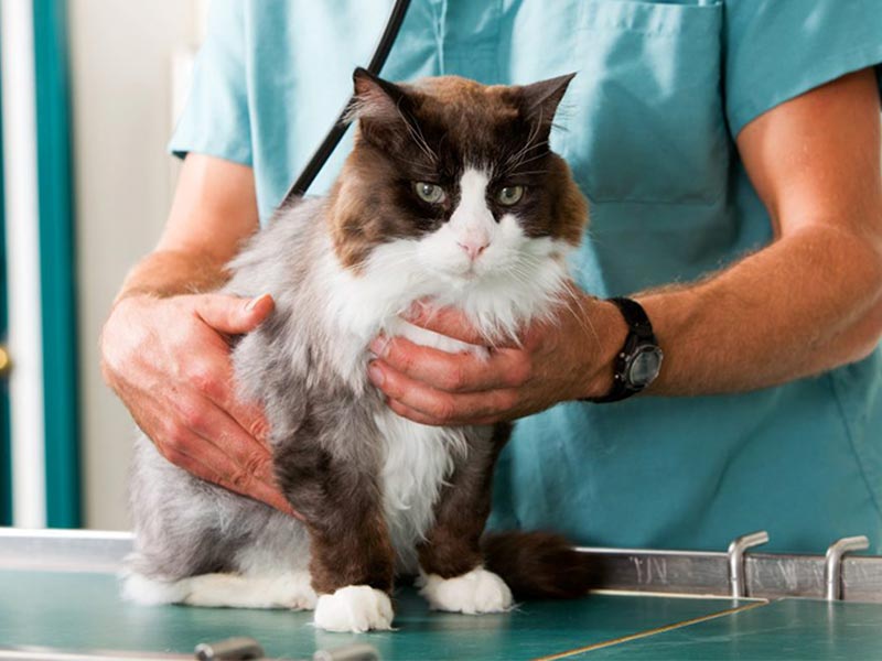 cat being examined by vet