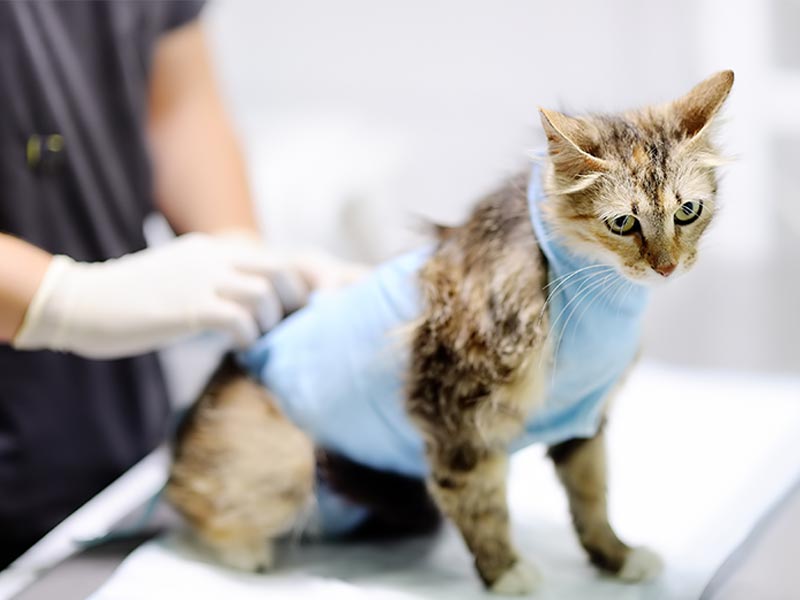 cat wearing surgical vest