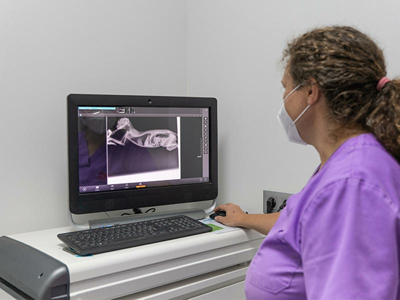 vet technician views x-rays on computer