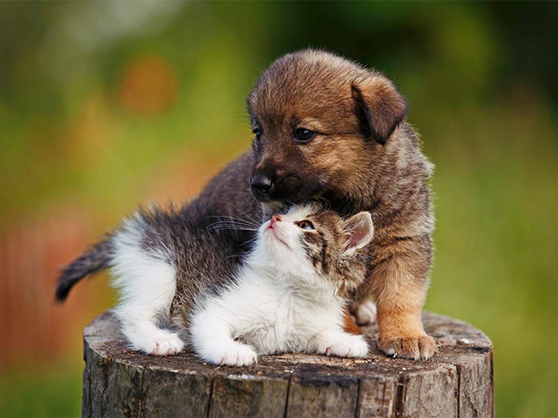 puppy and kitten playing on tree stump